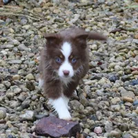 Altocu, a female Miniature Australian Shepherd for sale in Tiskilwa, IL – Photo 8 of 10