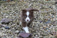 Altocu, a female Miniature Australian Shepherd for sale in Tiskilwa, IL – Photo 8 of 10