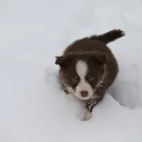 Altocu, a female Miniature Australian Shepherd for sale in Tiskilwa, IL – Photo 4 of 10