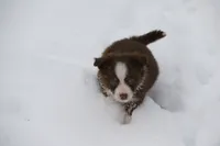 Altocu, a female Miniature Australian Shepherd for sale in Tiskilwa, IL – Photo 4 of 10