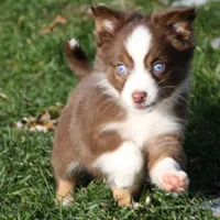 Altocu, a female Miniature Australian Shepherd for sale in Tiskilwa, IL – Photo 7 of 10