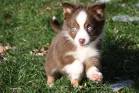 Altocu, a female Miniature Australian Shepherd for sale in Tiskilwa, IL – Photo 7 of 10