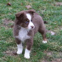 Altocu, a female Miniature Australian Shepherd for sale in Tiskilwa, IL – Photo 10 of 10
