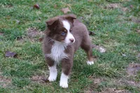 Altocu, a female Miniature Australian Shepherd for sale in Tiskilwa, IL – Photo 10 of 10
