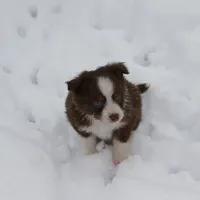 Altocu, a female Miniature Australian Shepherd for sale in Tiskilwa, IL – Photo 6 of 10