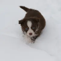 Altocu, a female Miniature Australian Shepherd for sale in Tiskilwa, IL – Photo 3 of 10