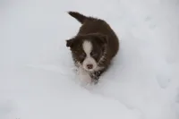 Altocu, a female Miniature Australian Shepherd for sale in Tiskilwa, IL – Photo 3 of 10