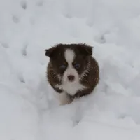 Altocu, a female Miniature Australian Shepherd for sale in Tiskilwa, IL – Photo 5 of 10