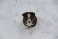 Altocu, a female Miniature Australian Shepherd for sale in Tiskilwa, IL – Photo 5 of 10