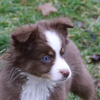 Altocu, a female Miniature Australian Shepherd for sale in Tiskilwa, IL – Photo 9 of 10