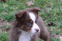 Altocu, a female Miniature Australian Shepherd for sale in Tiskilwa, IL – Photo 9 of 10