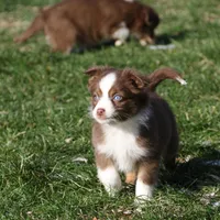 Altocu, a female Miniature Australian Shepherd for sale in Tiskilwa, IL – Photo 2 of 10