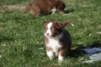 Altocu, a female Miniature Australian Shepherd for sale in Tiskilwa, IL – Photo 2 of 10