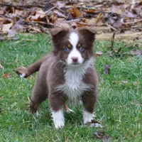 Altocu, a female Miniature Australian Shepherd for sale in Tiskilwa, IL – Photo 1 of 10