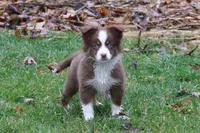 Altocu, a female Miniature Australian Shepherd for sale in Tiskilwa, IL – Photo 1 of 10