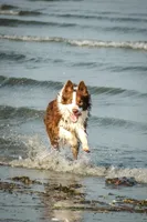 Bingley, a male Border Collie for sale in Tiskilwa, IL – Photo 2 of 7