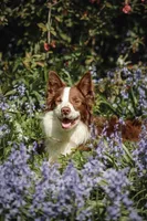 Bingley, a male Border Collie for sale in Tiskilwa, IL – Photo 1 of 7