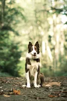 Bingley, a male Border Collie for sale in Tiskilwa, IL – Photo 6 of 7