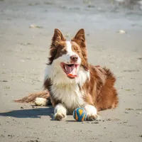 Bingley, a male Border Collie for sale in Tiskilwa, IL – Photo 5 of 7