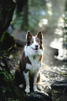 Bingley, a male Border Collie for sale in Tiskilwa, IL – Photo 7 of 7