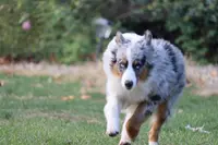 Sonny, a male Miniature Australian Shepherd for sale in Tiskilwa, IL – Photo 4 of 5