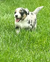 Freedom, a male Miniature American Shepherd for sale in Tiskilwa, IL – 5 of 7