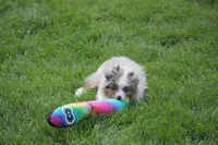 Ricky, a male Miniature American Shepherd for sale in Tiskilwa, IL – 6 of 7