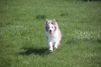 Ace, a male Miniature American Shepherd for sale in Tiskilwa, IL – 2 of 2