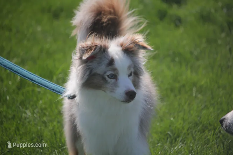 Ace – Miniature American Shepherd puppy for sale in Tiskilwa, IL