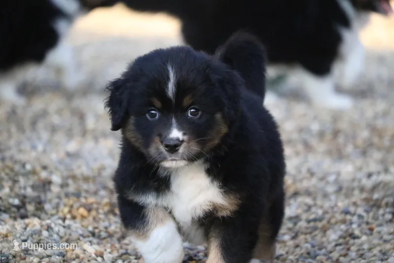 Mets, a male Miniature American Shepherd for sale in Tiskilwa, IL – Photo 1 of 3
