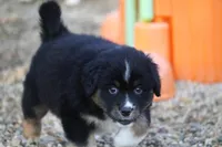Mets, a male Miniature American Shepherd for sale in Tiskilwa, IL – Photo 3 of 3