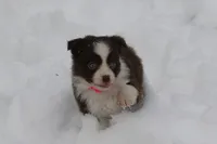 Cirros, a female Miniature American Shepherd for sale in Tiskilwa, IL – Photo 3 of 5