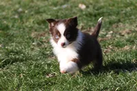 Cirros, a female Miniature American Shepherd for sale in Tiskilwa, IL – Photo 1 of 5
