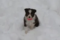 Cirros, a female Miniature American Shepherd for sale in Tiskilwa, IL – Photo 2 of 5