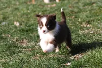 Cirros, a female Miniature American Shepherd for sale in Tiskilwa, IL – Photo 4 of 5