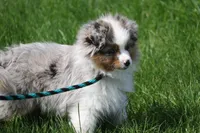 Rikki, a male Toy Australian Shepherd for sale in Tiskilwa, IL – 1 of 7