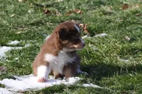 Stratis, a male Miniature Australian Shepherd for sale in Tiskilwa, IL – Photo 7 of 7