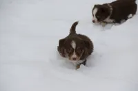 Stratis, a male Miniature Australian Shepherd for sale in Tiskilwa, IL – Photo 4 of 7