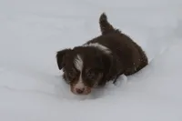Stratis, a male Miniature Australian Shepherd for sale in Tiskilwa, IL – Photo 2 of 7