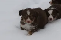 Stratis, a male Miniature Australian Shepherd for sale in Tiskilwa, IL – Photo 3 of 7