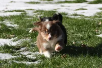 Stratis, a male Miniature Australian Shepherd for sale in Tiskilwa, IL – Photo 6 of 7