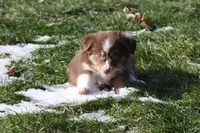 Stratis, a male Miniature Australian Shepherd for sale in Tiskilwa, IL – Photo 1 of 7