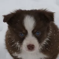 Altoc, a female Miniature American Shepherd for sale in Tiskilwa, IL – Photo 5 of 9