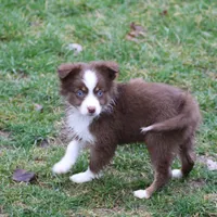 Altoc, a female Miniature American Shepherd for sale in Tiskilwa, IL – Photo 9 of 9
