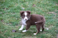 Altoc, a female Miniature American Shepherd for sale in Tiskilwa, IL – Photo 9 of 9