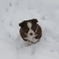 Altoc, a female Miniature American Shepherd for sale in Tiskilwa, IL – Photo 7 of 9