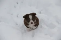 Altoc, a female Miniature American Shepherd for sale in Tiskilwa, IL – Photo 7 of 9