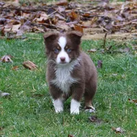 Altoc, a female Miniature American Shepherd for sale in Tiskilwa, IL – Photo 1 of 9
