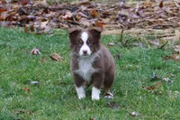 Altoc, a female Miniature American Shepherd for sale in Tiskilwa, IL – Photo 1 of 9