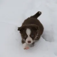 Altoc, a female Miniature American Shepherd for sale in Tiskilwa, IL – Photo 6 of 9